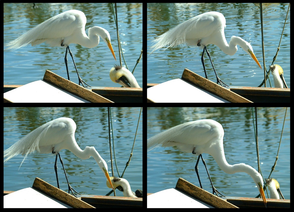 (69) egret montage.jpg   (1000x720)   306 Kb                                    Click to display next picture